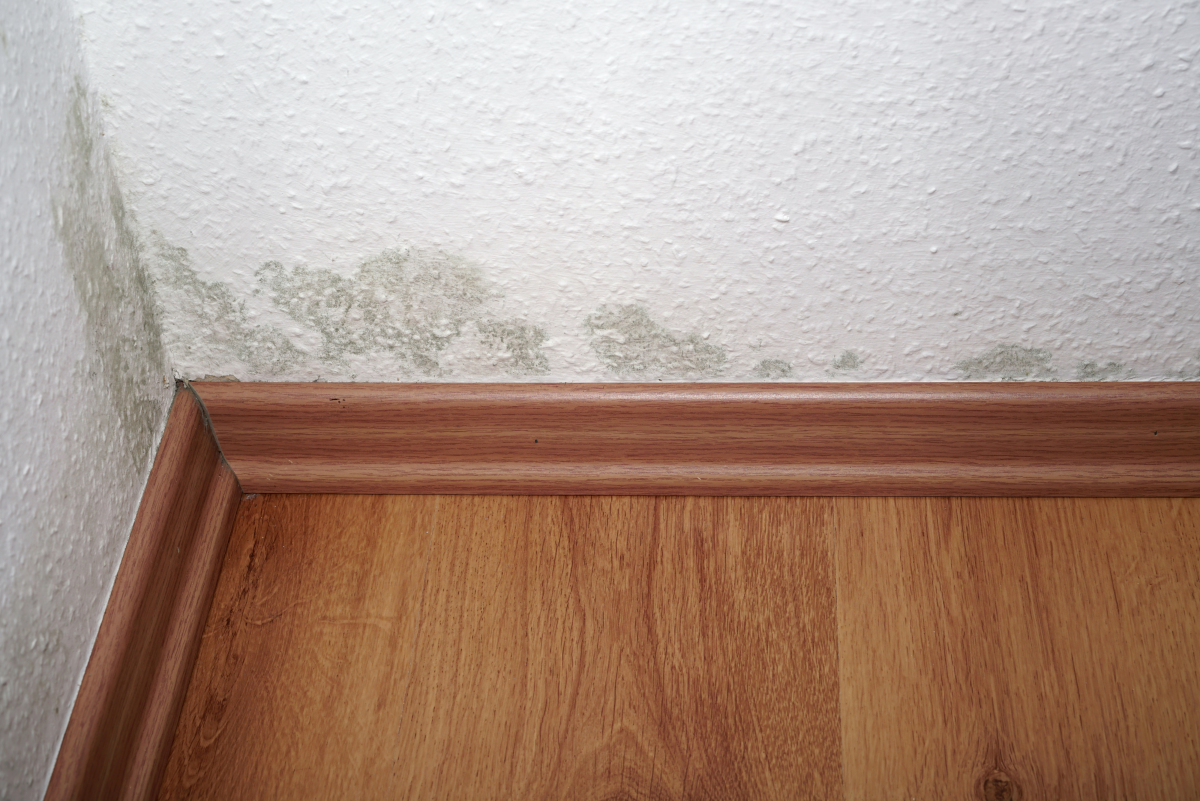 How to Get Rid of Dampness in Your House