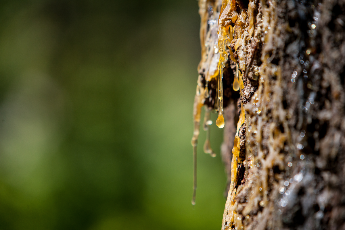 How to Remove Sticky Tree Sap or Pine Pitch From Almost Anything