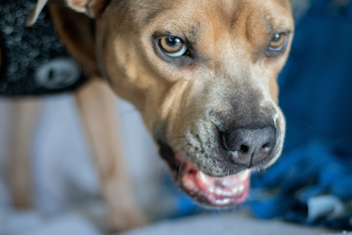 Can I Have My Aggressive Dog's Teeth Removed?