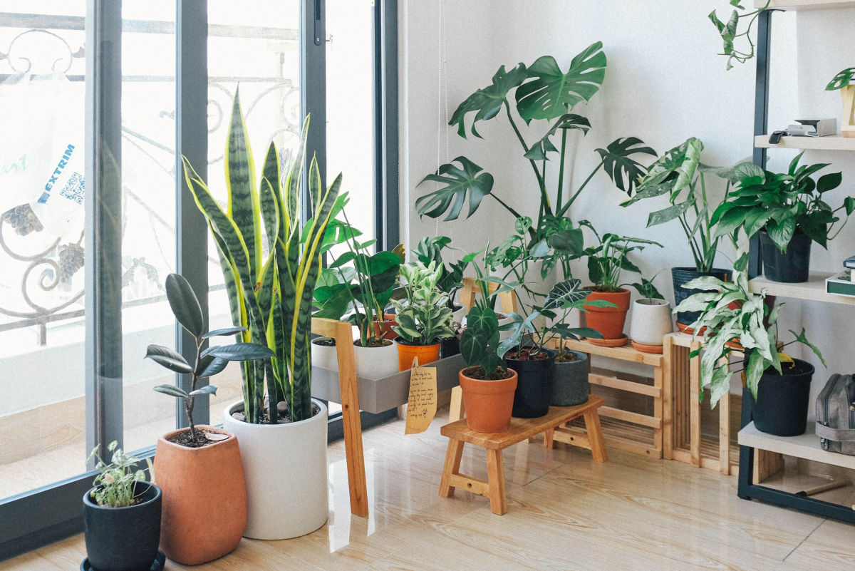 How to Choose the Best Pots for Houseplants