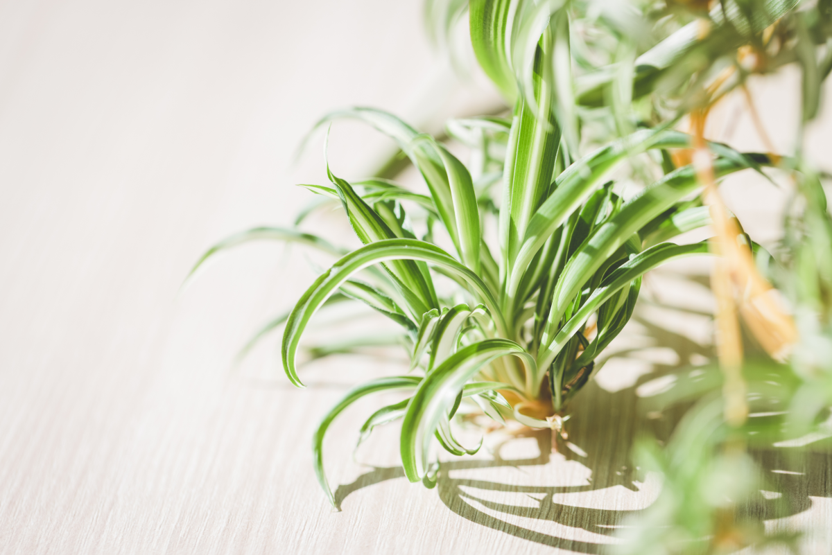 Five Types of Spider Plants for Your Indoor Garden