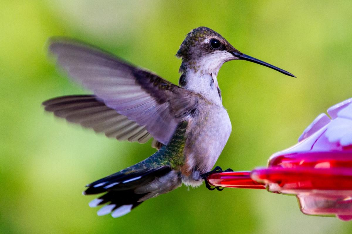 The Best Ever Hummingbird Food Recipe