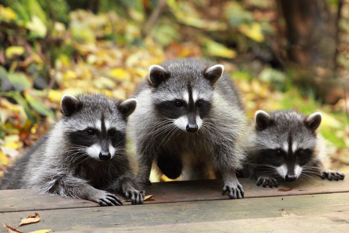 Natural and Humane Ways to Repel Raccoons From Your Garden