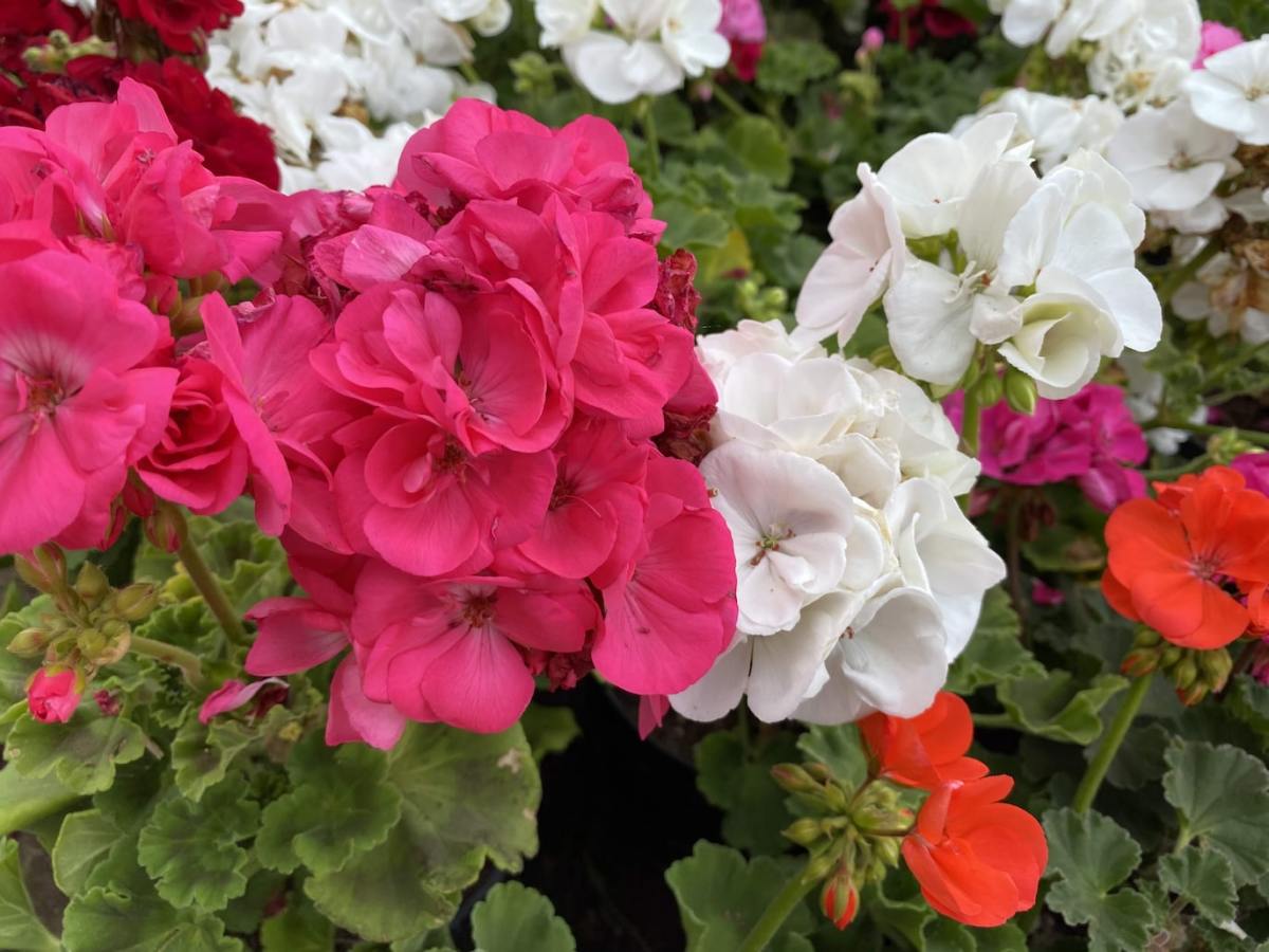 Hardy Geraniums vs. Tender Geraniums: Which Should You Plant in Your Garden?