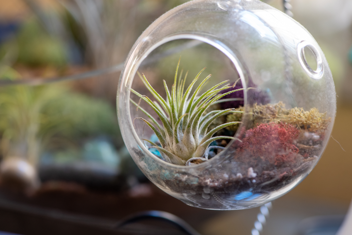 How to Properly Water Air Plants