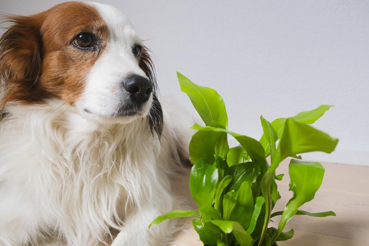10 Houseplants Safe for Cats & Dogs (With Pictures)