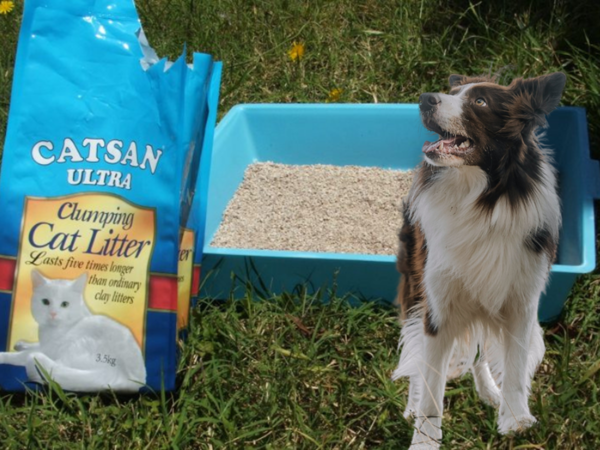 Reasons to Teach Your Dog to Use a Litter Box