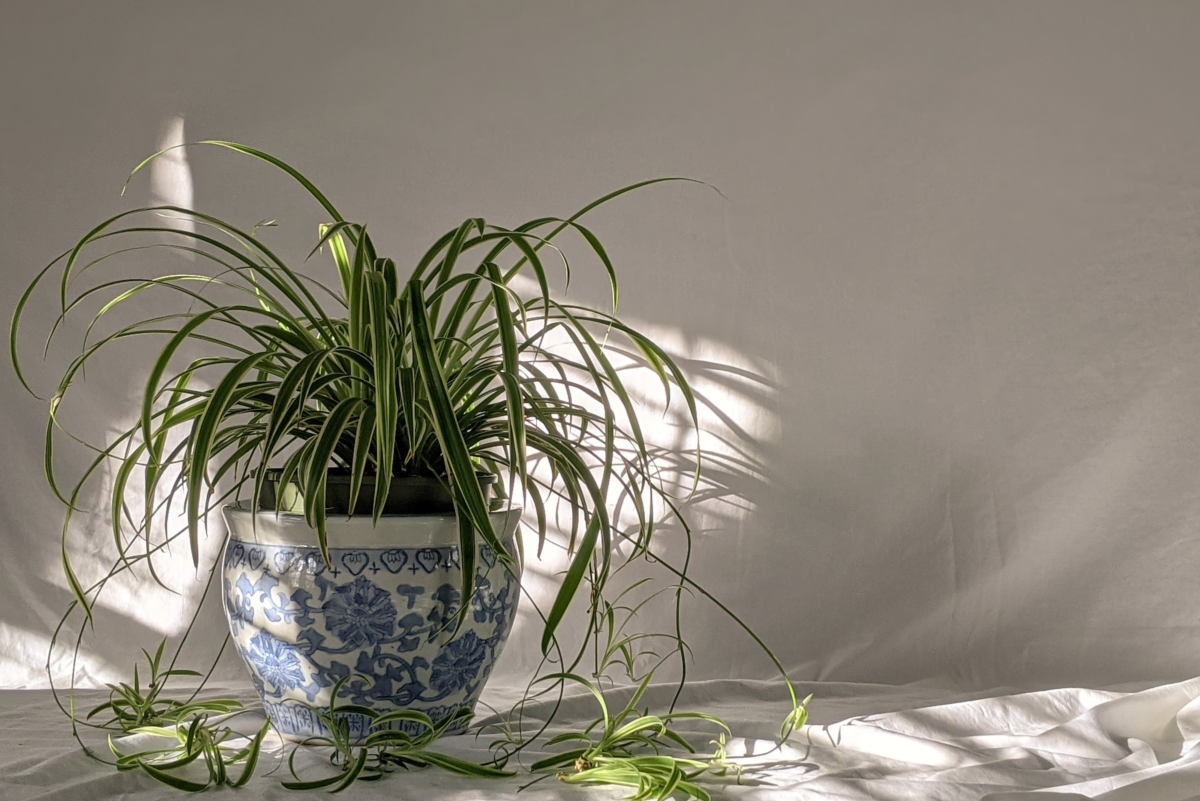 Watering Spider Plants: How Often and How Much?
