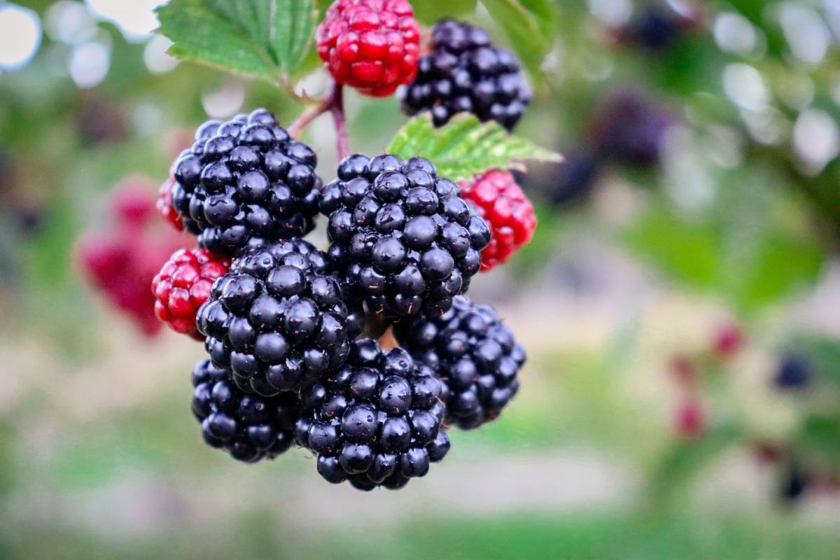 7 Ways to Prune Blackberries for a Healthy Plant and Bountiful Harvest