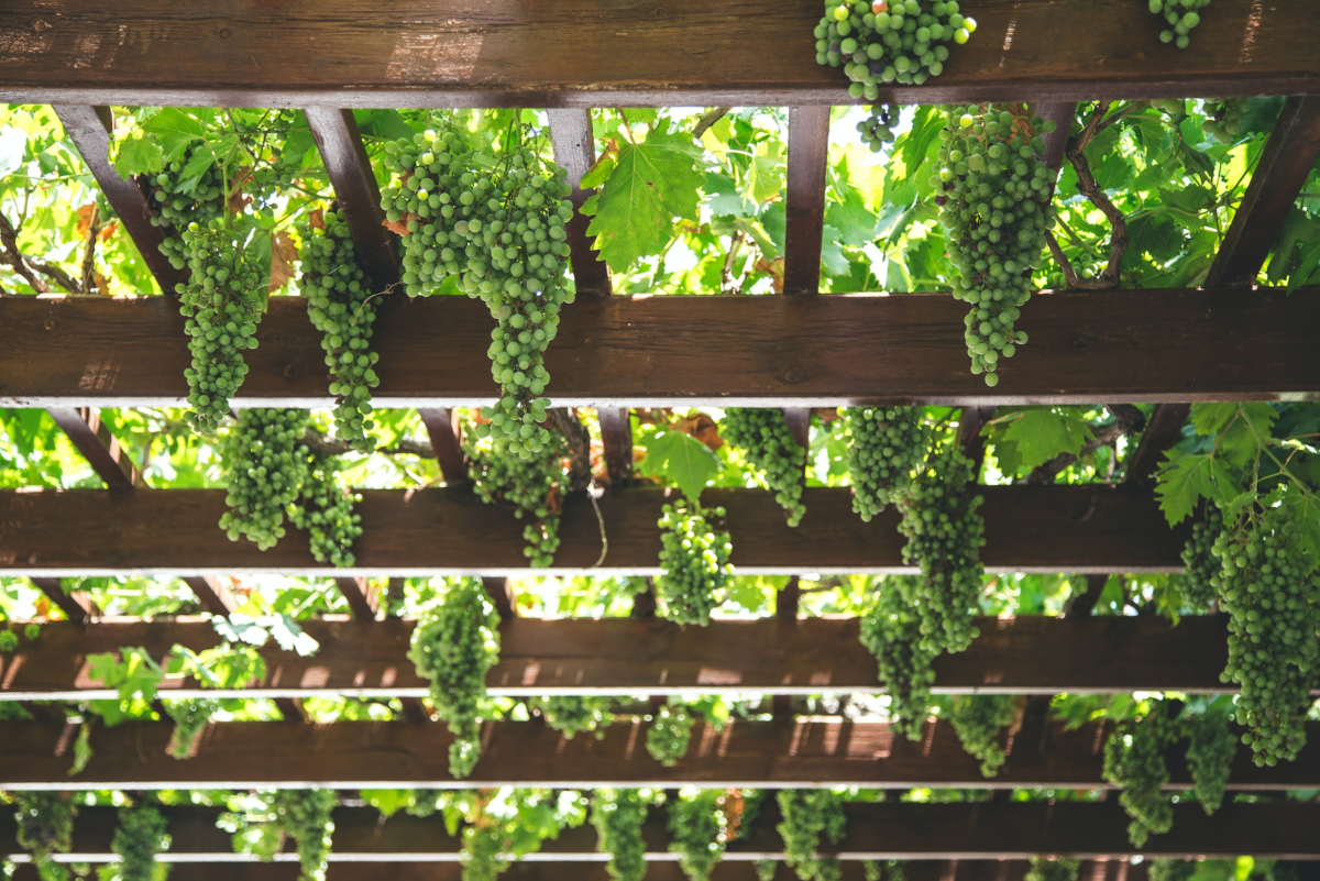 How to Grow Grapes in a Tropical Climate