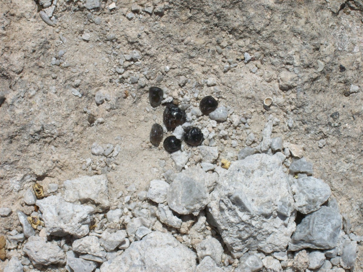 I found these gems in the pile of rock and powdered perlite in the foreground.