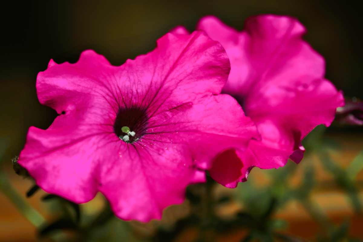 How to Grow and Take Care of Petunias