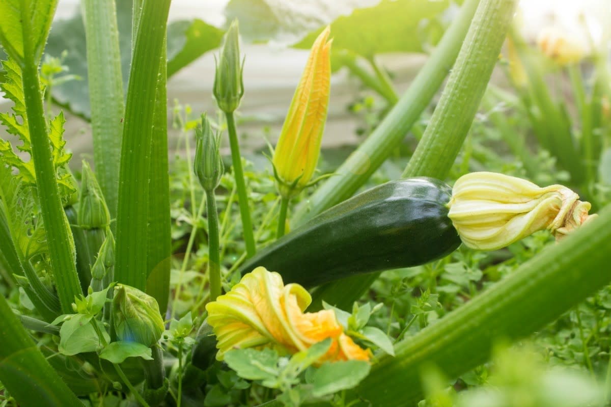 How to Plant, Grow, and Harvest Zucchini Squash