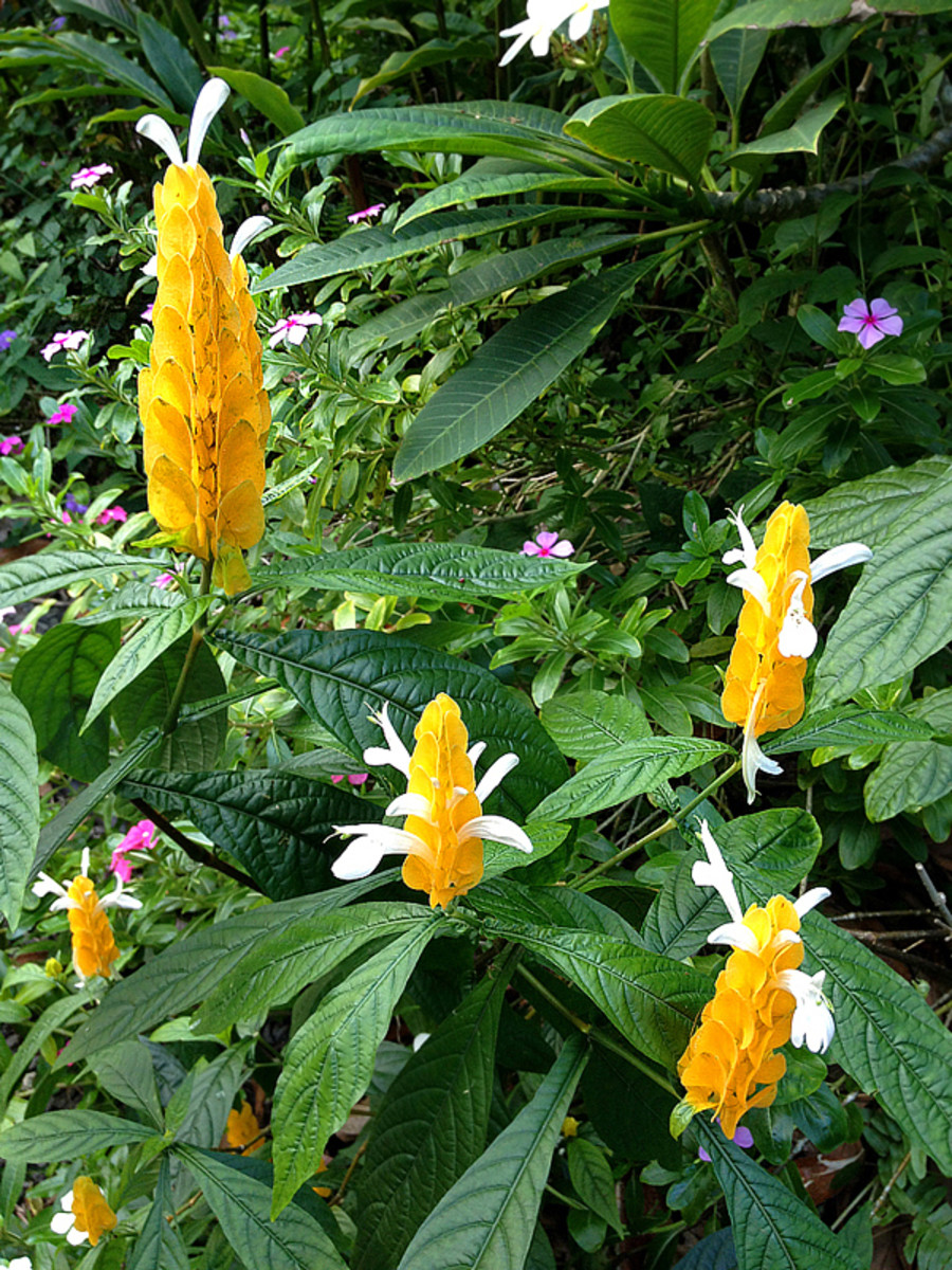 Spectacular Yellow Tropical Flowers For Your Garden Dengarden