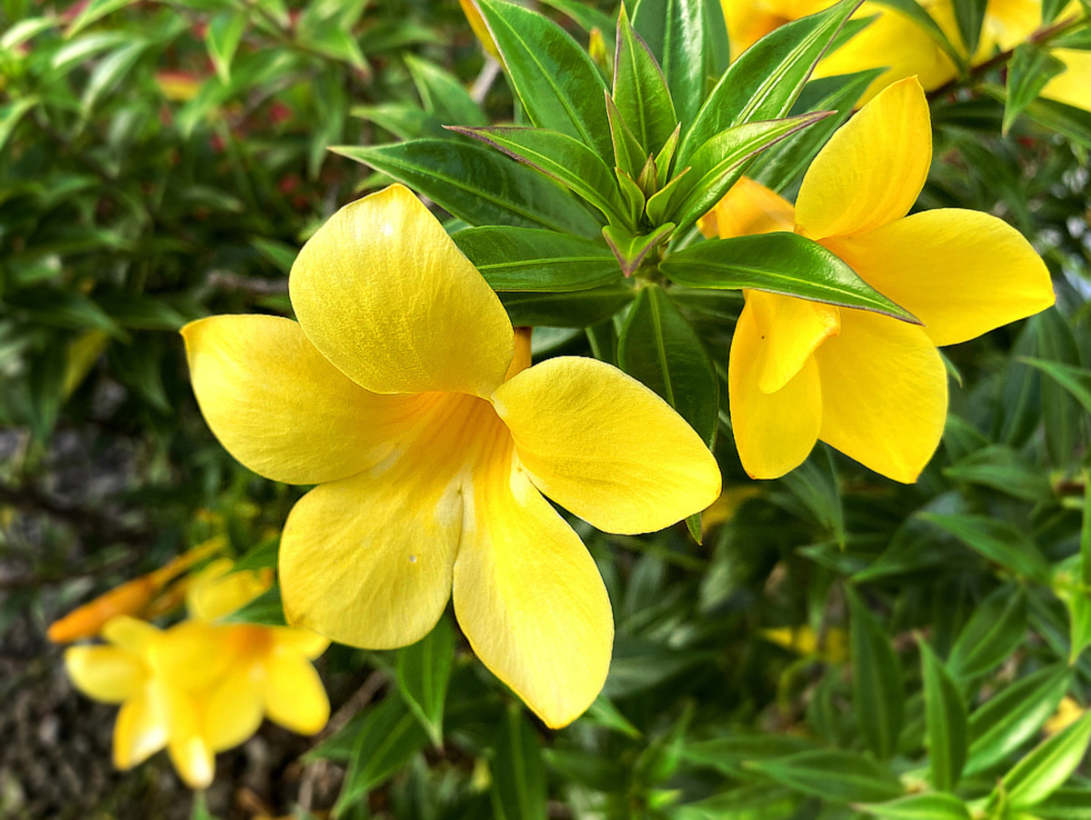 Yellow Tropical Flowers For Your Garden