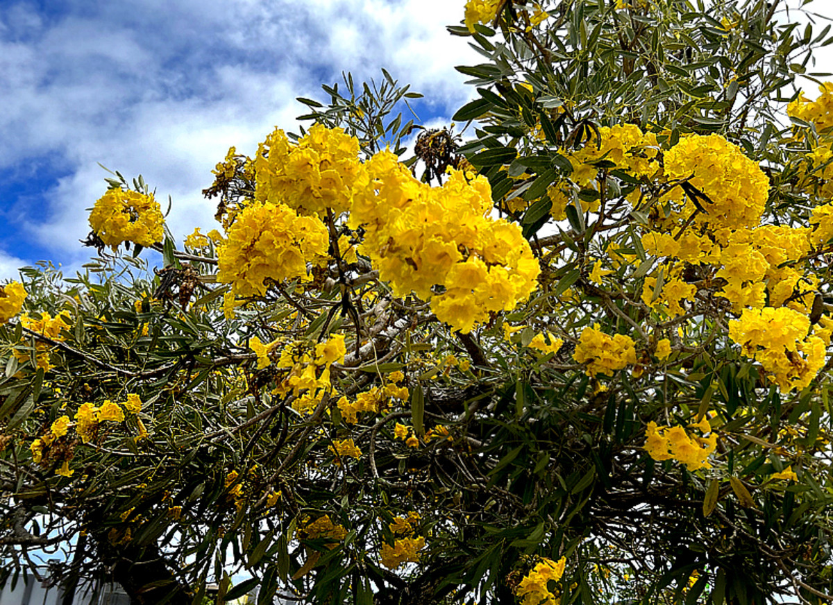 Spectacular Yellow Tropical Flowers for Your Garden Dengarden