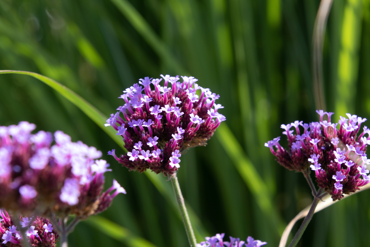 Verbena Types, Care, and Propagation