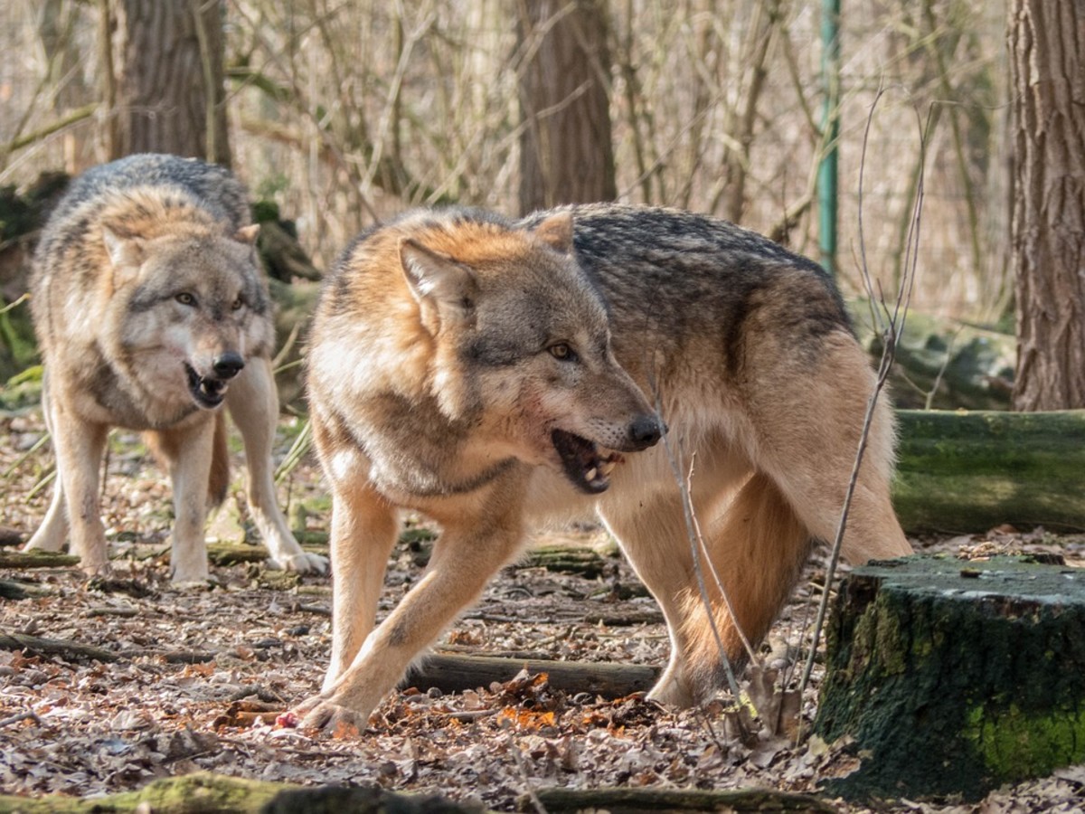 the-french-werewolf-epidemic-exemplore