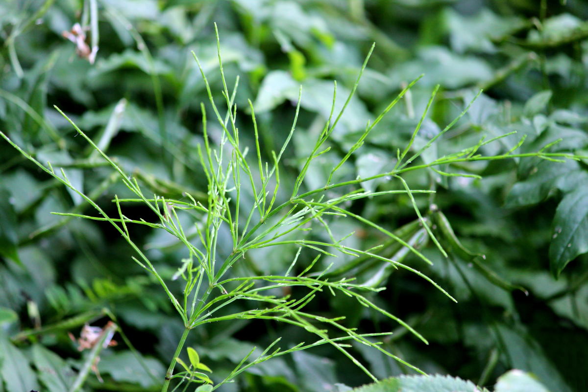 Removing Horsetail Weeds From Your Garden and Patio