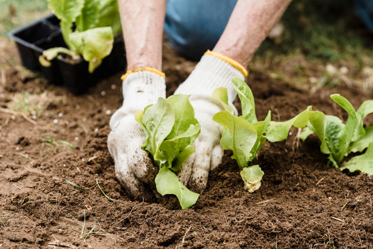 7 Easy-to-Grow Vegetables You Need to Add to Your Veggie Garden