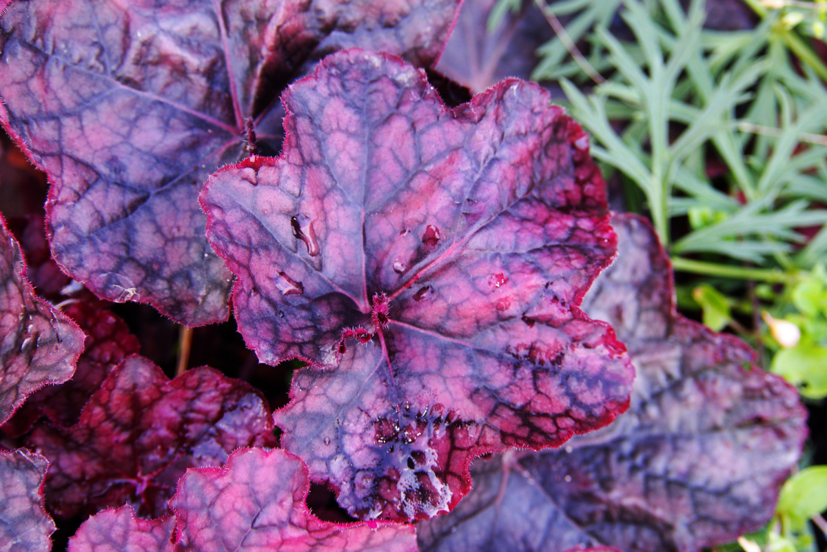 7 Plants With Dark Foliage to Add Contrast to Your Garden
