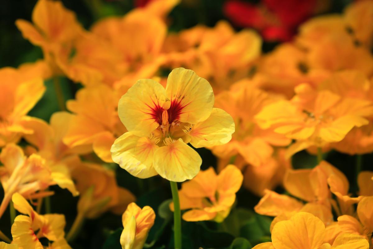 The Beginner Gardener's Guide to Growing Edible Flowers