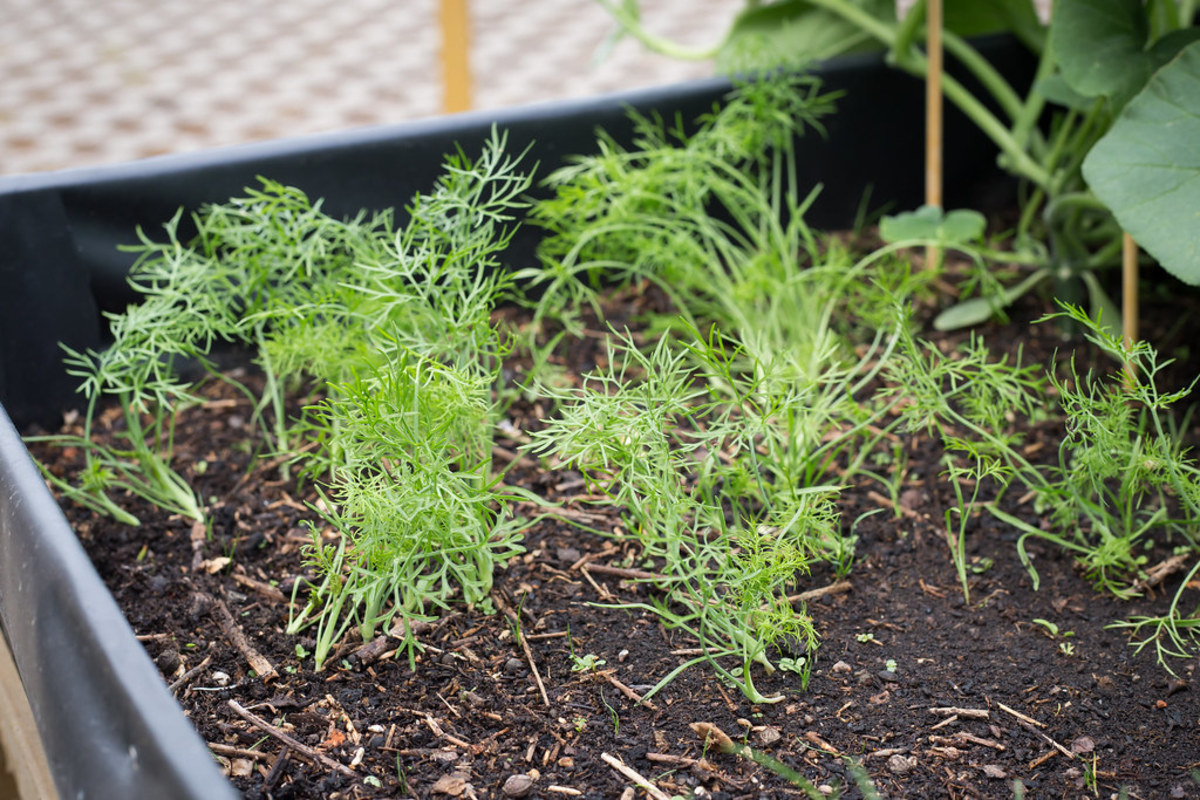 How to Grow Fennel Like an Expert Dengarden
