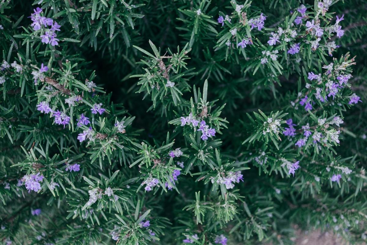 How to Grow Rosemary From Seed & Cuttings