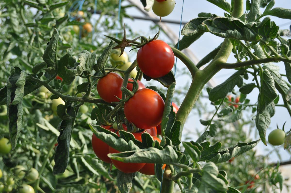 How Deep Do Tomato Roots Grow? The Definitive Guide