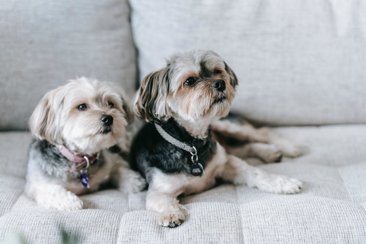 How to Make Your Home Dog-Friendly