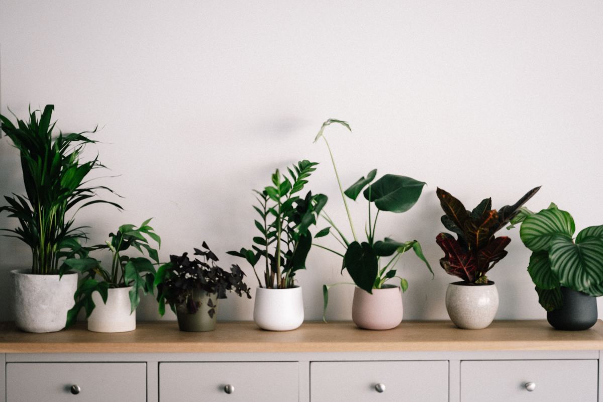 Revive Your House Plants With Distilled Water
