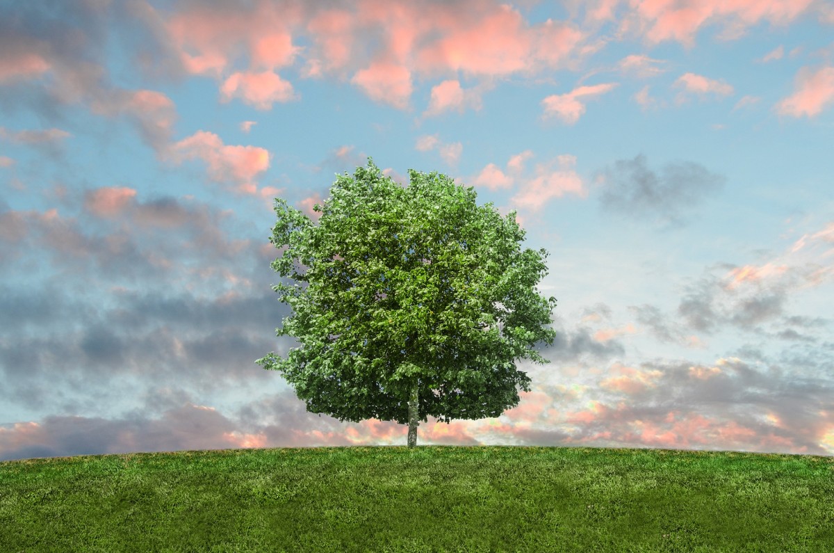 A Tree of Life