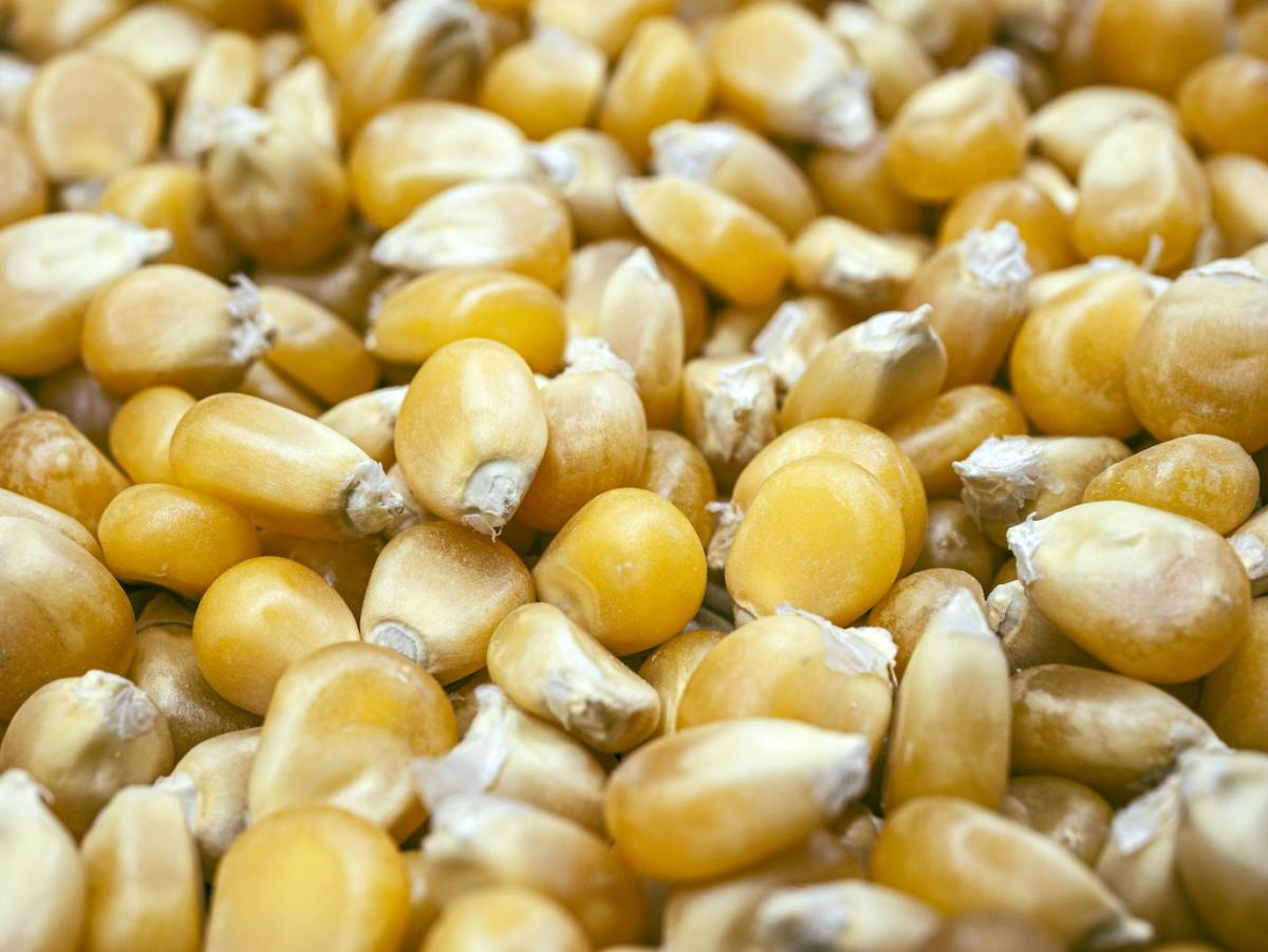 How to Grow Popcorn at Home Dengarden