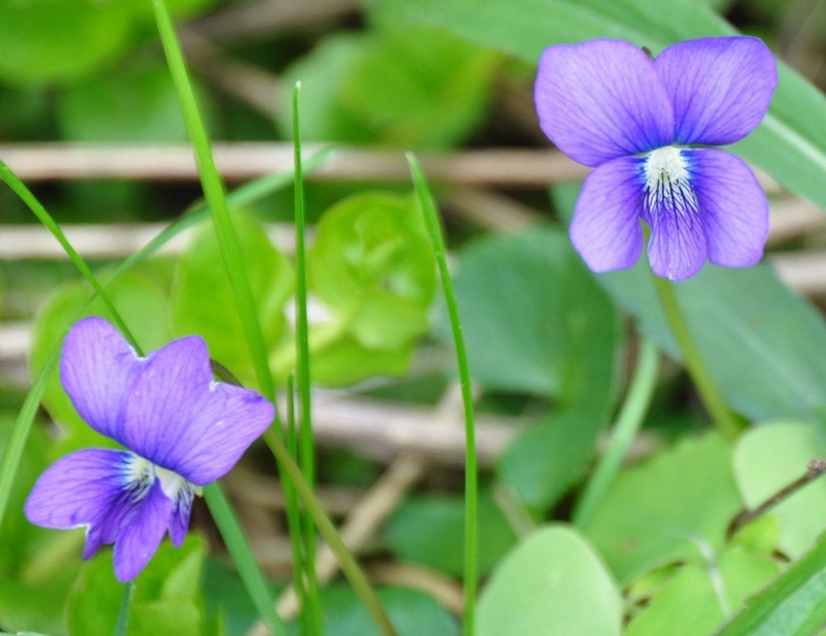 A Homebody's Guide to Common Blue Violets