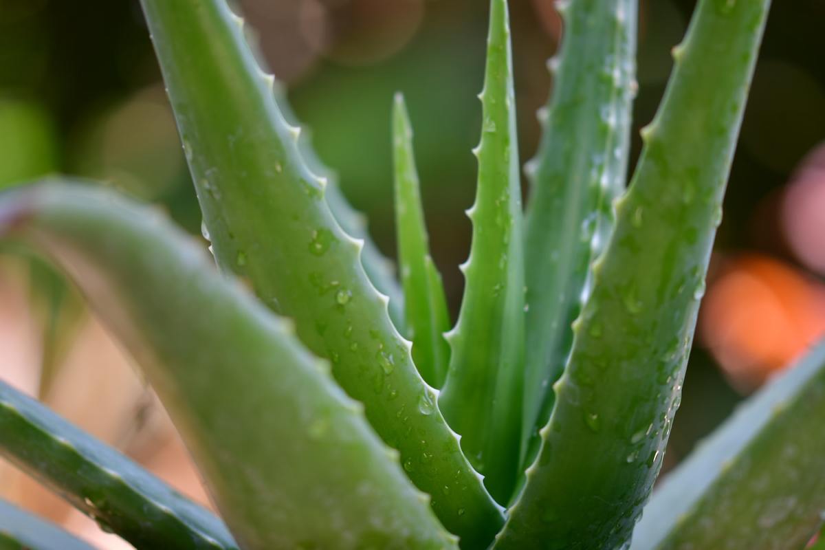 How to Grow an Aloe Vera Plant at Home