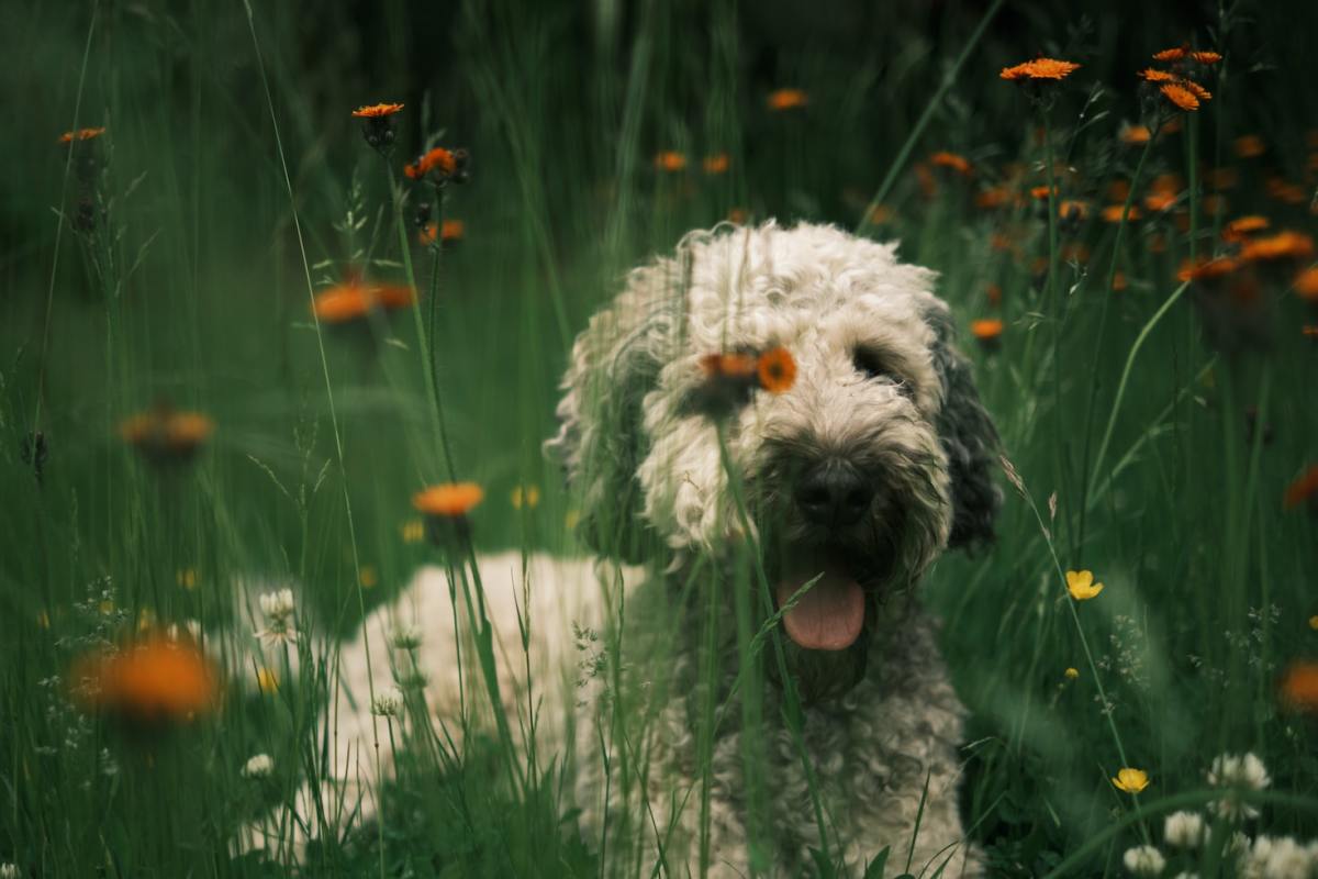 Top 5 Aromatic Plants for a SweetSmelling Dog Dengarden