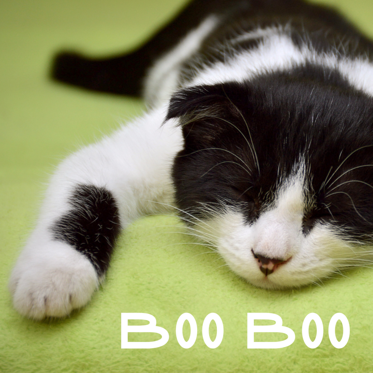 50+ Cute Cat Names - Adorable Names To Give a Boy or Girl Kitten