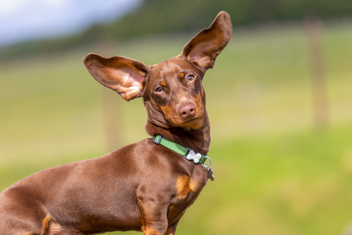 Why Are My Dog s Ears Bald And Curling At The Edges PetHelpful