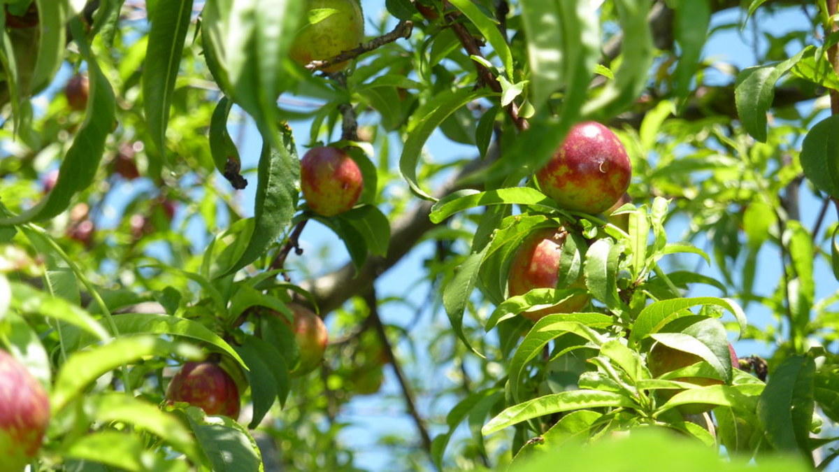 Why You Should Plant a Nectarine Tree Today