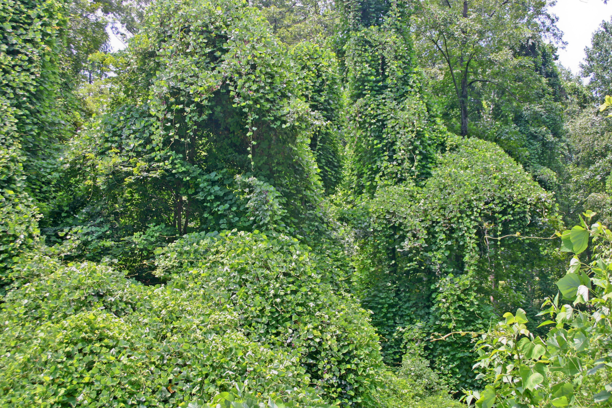 How to Get Rid of Kudzu in 5 Steps