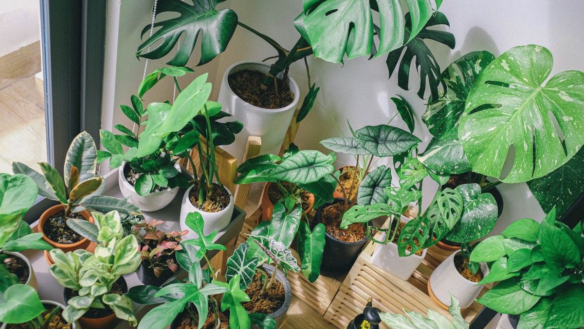 College Life: Best Houseplants for Students