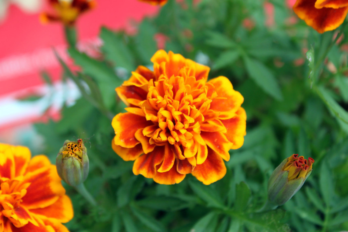 5 Best Annual Garden Flowers That Are Easy to Grow