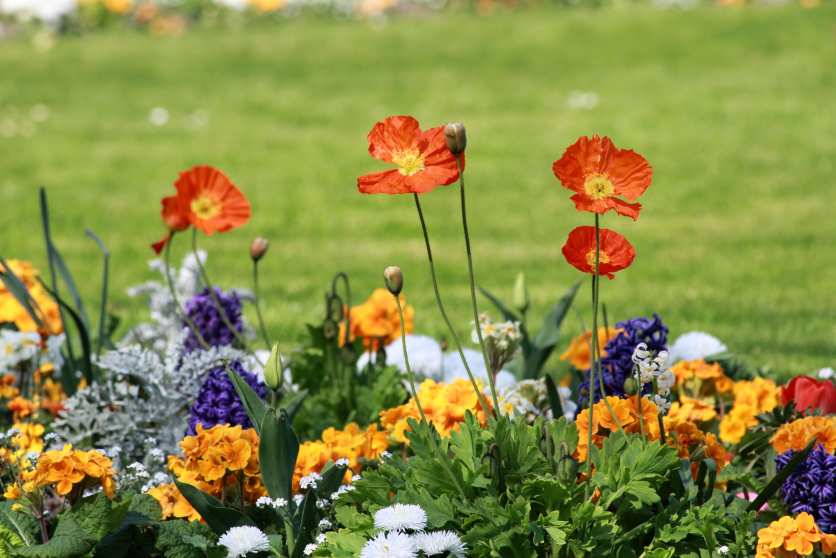7 Secrets to Creating a Picture-Perfect Flower Bed
