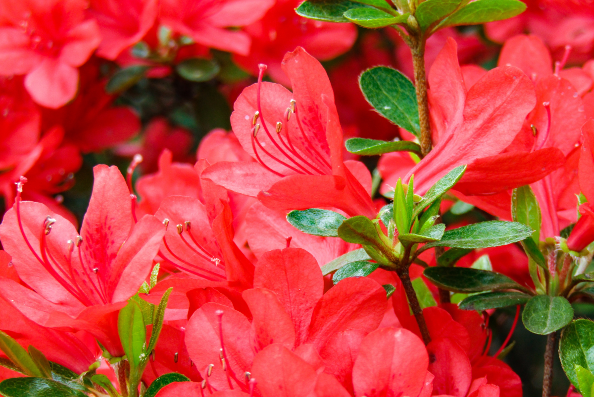 A Foolproof Guide on How to Grow Azaleas