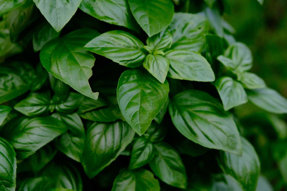 How to Grow Basil Plants in Your Garden