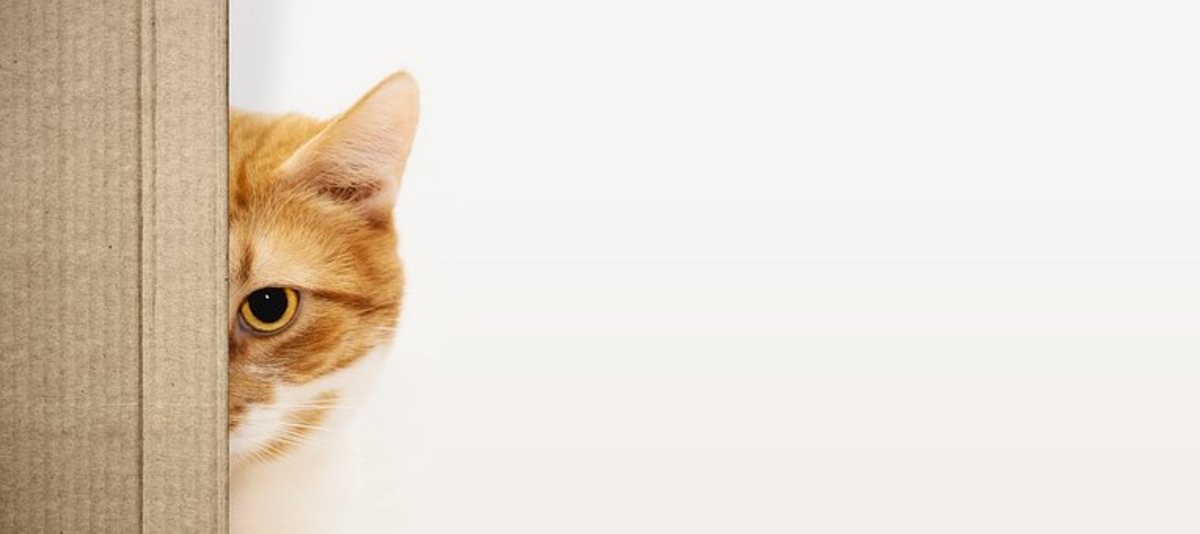 5 Funny Cat Memes that Will Tickle You Right Meow
