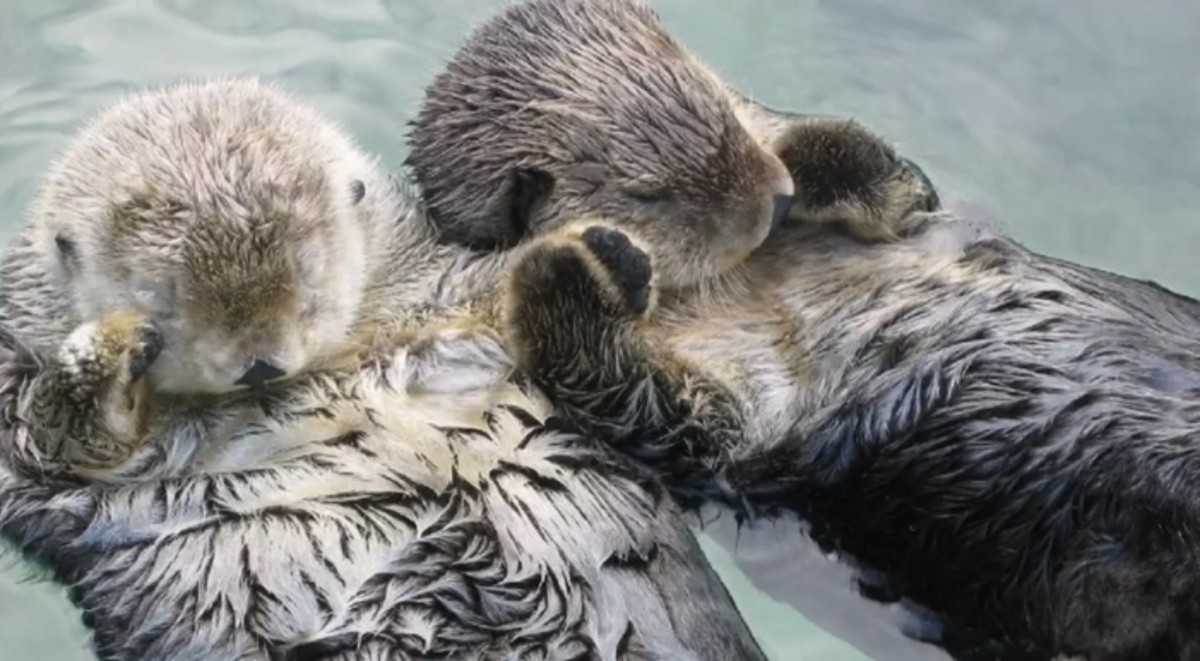 Unusual ways for animals to show their love to each other