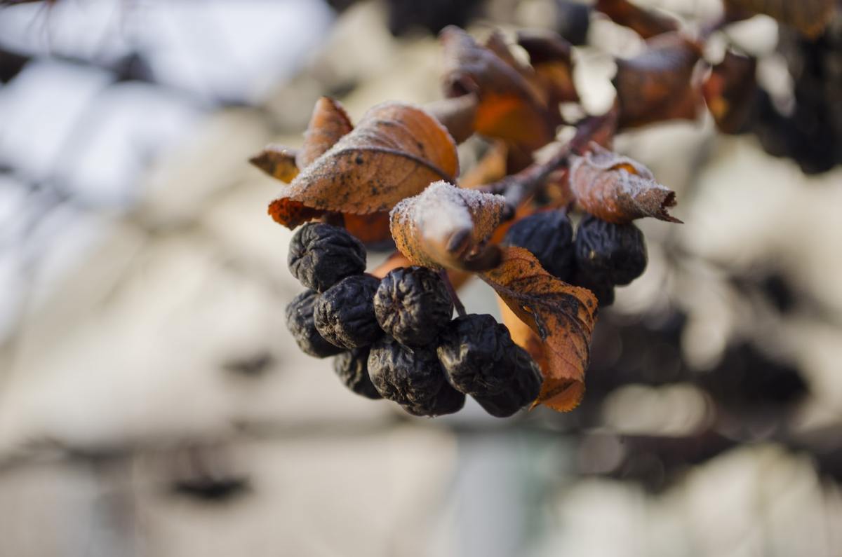 How To Protect Tomatoes Peppers And Eggplants From Frost Dengarden