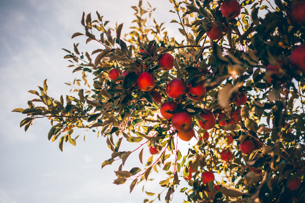 How to Thin Fruit on an Apple Tree