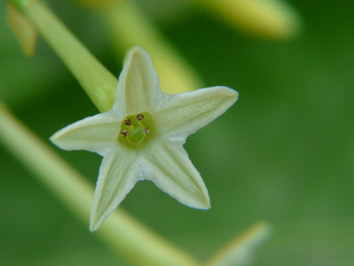What to Know About Night-Blooming Jasmine (Cestrum nocturnum)